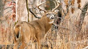 The Best Ways to Track Deer for Hunting