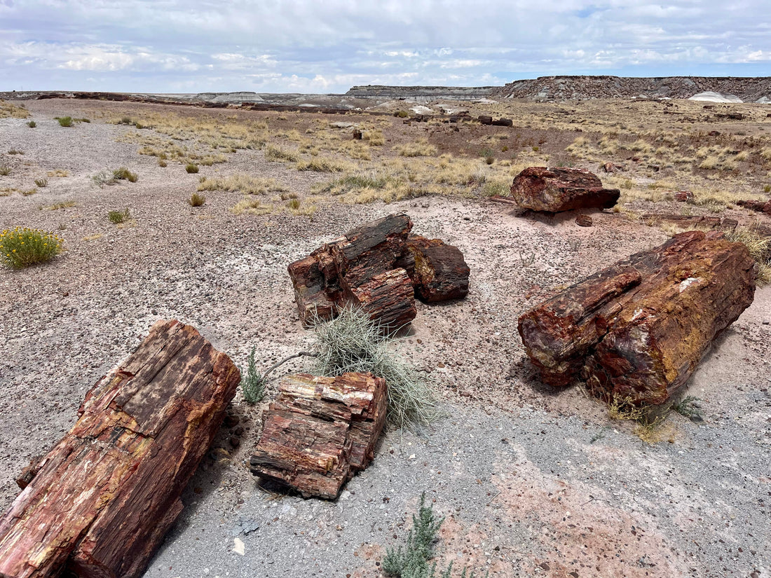 Exploring Petrified Forest National Park: A Journey Through Time and Stone