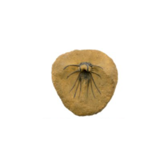 Trilobite Odontopleuridae Replica
